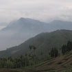 Taiwanese oolong tea